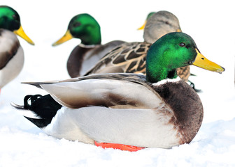 Mallard Duck