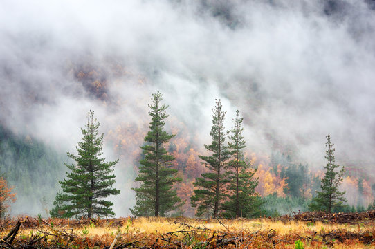 Fototapeta foggy landscape with fog and pines