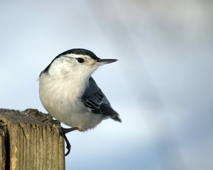 White-breasted Nuthatch On Post