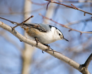 White-breasted Nuthatch
