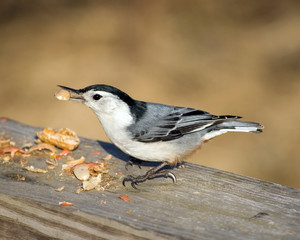 White-Breasted Nuthatch