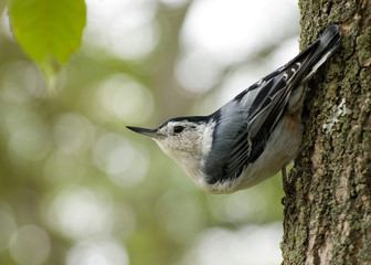 Nuthatch