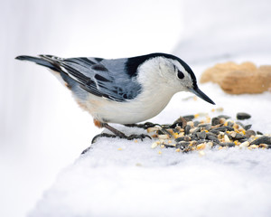 Nuthatch