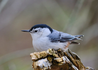 White-breasted Nuthatch