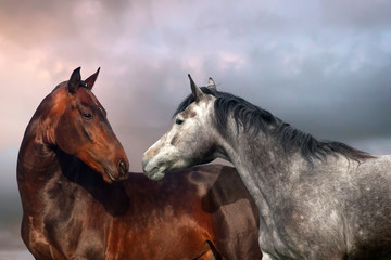 Beautiful black and grey colour horse couple in love.