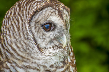 Barred Owl