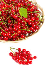 red currant berries in a basket