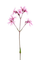 Kuckucks-Lichtnelke (Lychnis flos-cuculi)