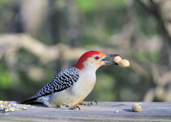 Red-bellied Woodpecker