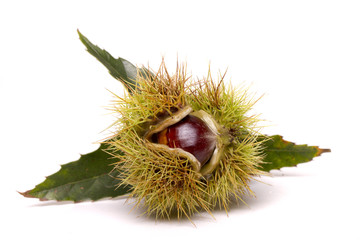 Close up view of chestnuts isolated on a white background.