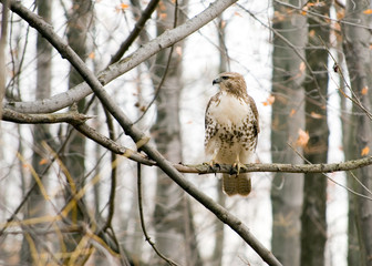 Red-tailed Hawk