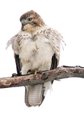 Red-tailed Hawk