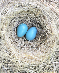Two Robin Eggs