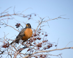 American Robin