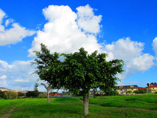 Landscape with trees,houses and blue sky with clouds