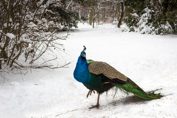 beautiful peacock in a winter park