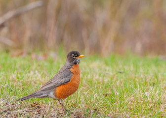 American Robin