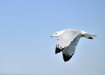 Fototapeta premium Ring-billed Seagull