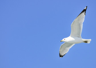Ring-billed Seagull