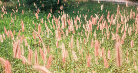 morning light over the wildflowers