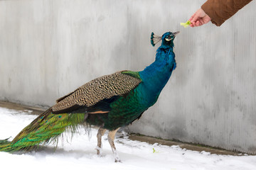 Fototapeta premium Peacock fed by human in winter