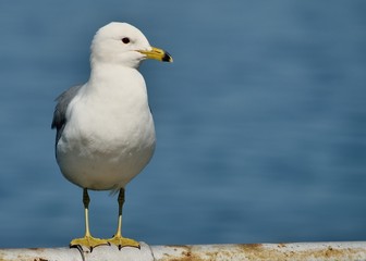 Ring-billed Seagull