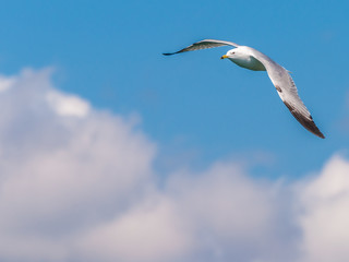 Ring-billed Seagull