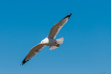Fototapeta na wymiar Ring-billed Seagull