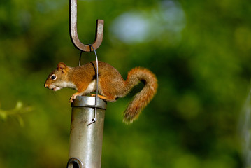 Fototapeta premium red squirrel