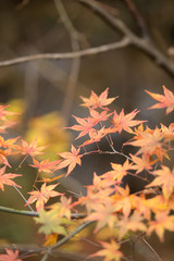 秋と紅葉
