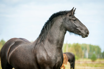 Portrait of beautiful black frisian stallion