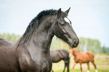 Obraz na płótnie Canvas Portrait of beautiful black stallion