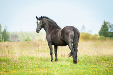 Beautiful black stallion looking back on the pasture in summer