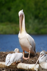Pelican