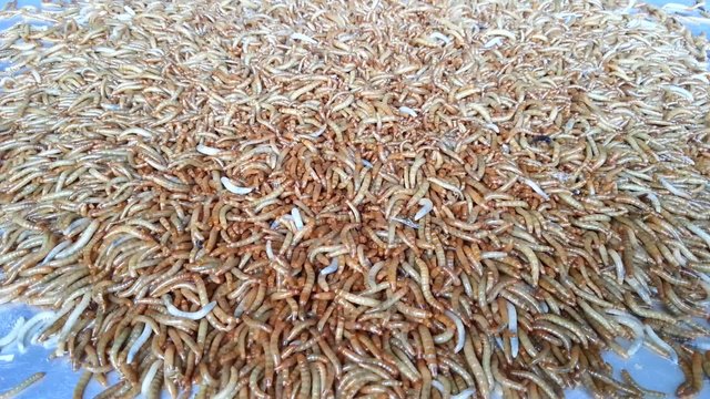 Mealworm is a food for bird and fish