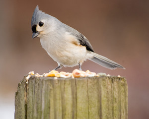 Tufted Titmouse