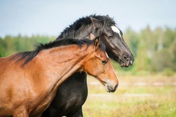 Obraz premium Portrait of two young horses on the pasture