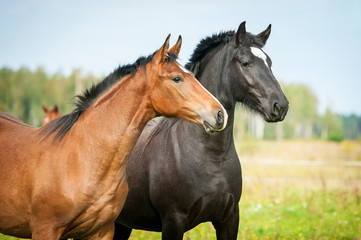 Fototapeta na wymiar Portrait of two young horses on the pasture