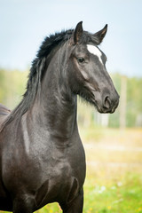 Fototapeta na wymiar Portrait of beautiful black horse