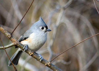 Tufted Titmouse