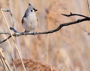 Tufted Titmouse