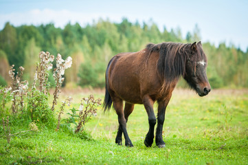 Little shetland pony walking on the pasture