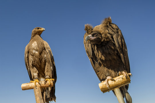 Adler und Geier