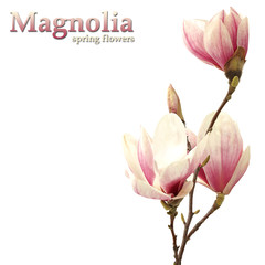 Naklejka premium magnolia