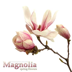 Foto op Aluminium magnolia © magdal3na