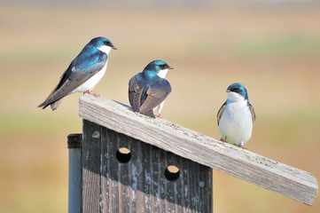 Three Tree Swallows