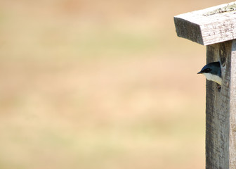 Tree Swallow