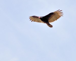 Fototapeta premium Turkey Vulture
