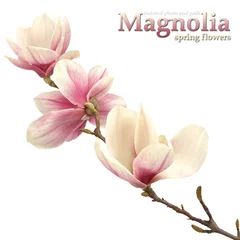 Fototapeten Magnolie © magdal3na