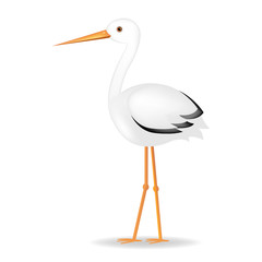 Stork